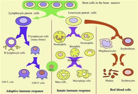 immune system response diagram