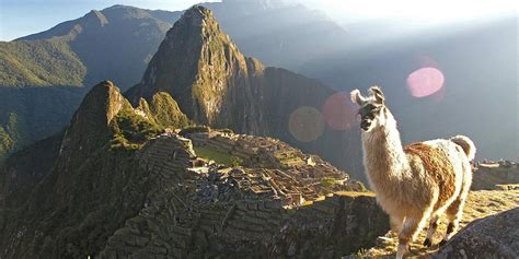 Llama At Machu Picchu1 The Only Peru Guide