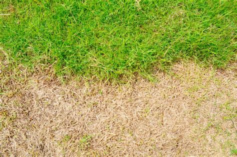 Dormant Grass Vs Dead Grass Differences Install It Direct