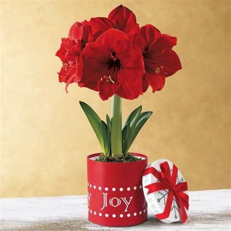 Amaryllis Bulb Ts The Most Popular Holiday T Plant Amaryllis