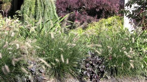 Ornamental Grass Garden Design Youtube
