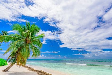 Paradise Tropical Beach Palm The Caribbean Sea Stock Photo