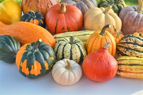Top 8 Most Delicious Types Of Squash