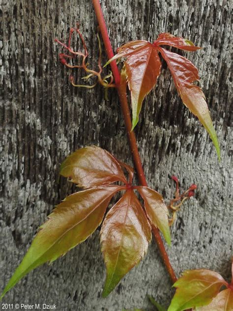 Parthenocissus Quinquefolia Virginia Creeper Minnesota Wildflowers