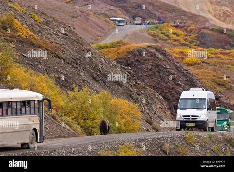 A Grizzly Bear Walks On The Park Road Approaching Polychrome Pass Amid
