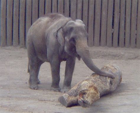 Elephant Enrichment Whozoo