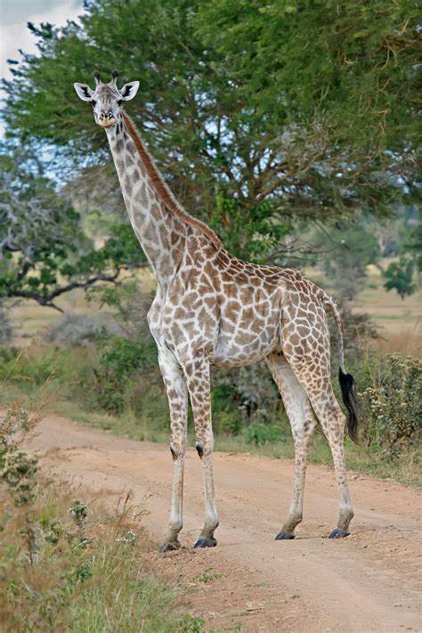Filefemale Giraffe Mikumi National Park Wikimedia