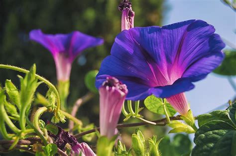 20 Beautiful Yet Poisonous Flowers You Should Only Plant With Caution