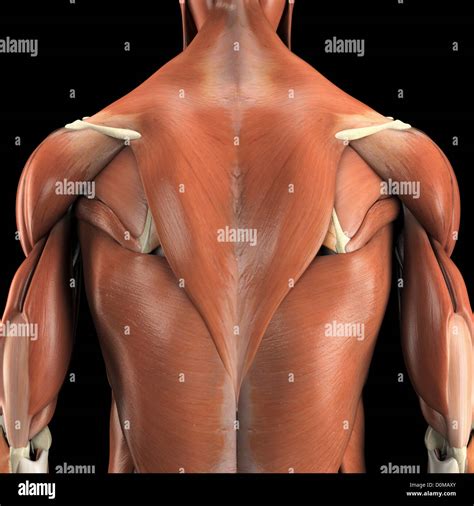 Latissimus Dorsi Learn Your Muscles Custom Pilates An Vrogue Co