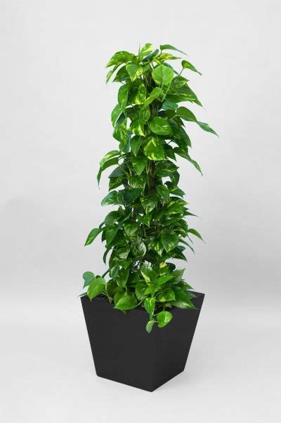 Pothos can expand 20 to 40 feet high and also 3 to 6 feet wide in excellent conditions. Golden Pothos Totem Pole | Idéias de jardinagem ...