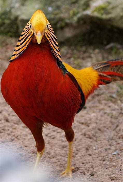 About Wild Animals Picture Of A Beautiful Golden Pheasant Beautiful