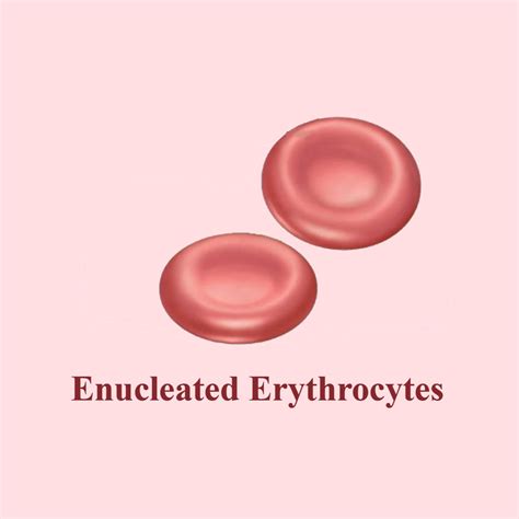 Two migrating cells are shown. Which of the following animals has enucleated erythrocytes ...