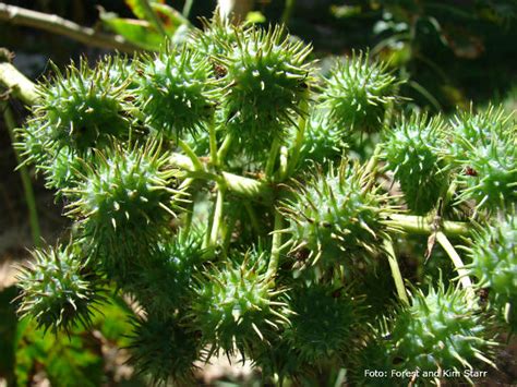 She won the gold medal at the 2016 european athletics championships in amsterdam, netherlands. Dicas fáceis para cultivar mamona | Produção de Biodiesel