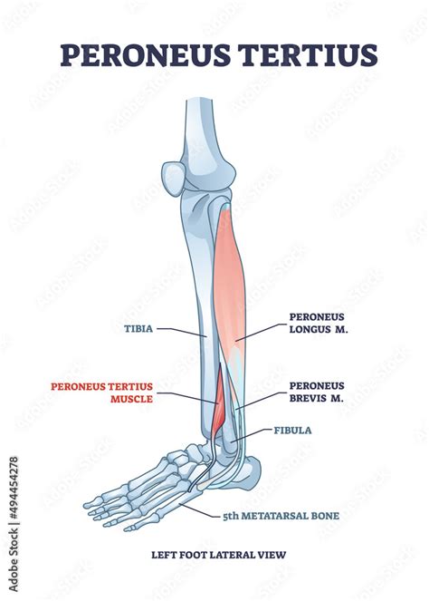Peroneus Tertius Leg Muscle With Longus And Brevis Location Outline