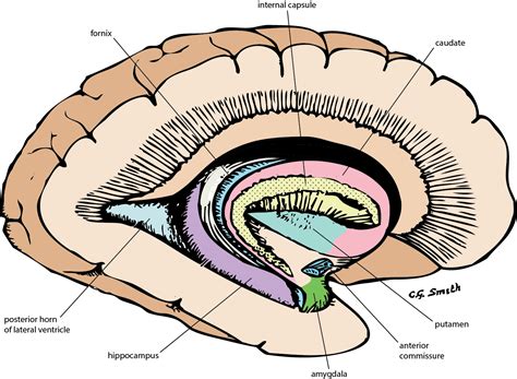 U Br Columbia Drawing Lateral View Of Brain Basal Ganglia Lateral