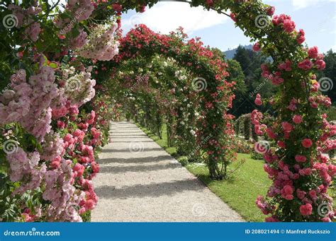 Rose Garden Beutig Rose Arch Stock Photo Image Of Venusta Shrub