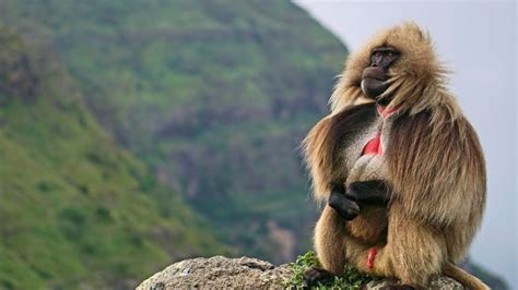 National Geographic Documentary King Of The Mountain Baboons Bbc