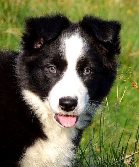 Black and white border Collie puppies , Border Collie Puppy photos, Border Collie puppies For ...