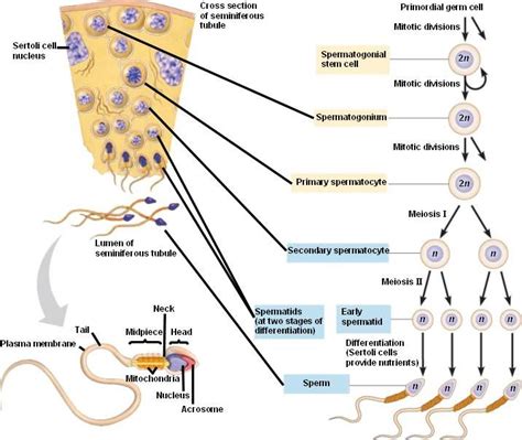 Spermatogenesis Anatomy And Physiology Reproductive System Physiology