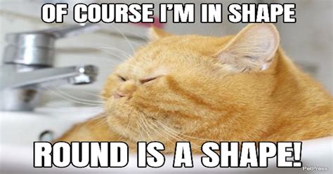 Top 10 Funniest Fat Cat Memes On The Internet Petpress