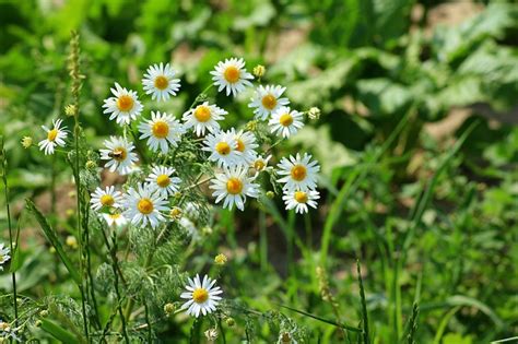 Not only it looks fabulous in a balcony or patio, but it also attracts bees, birds. Growing Chamomile: The Complete Guide to Plant, Grow, and ...