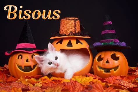 Cartes Virtuelles D Halloween Joliecarte