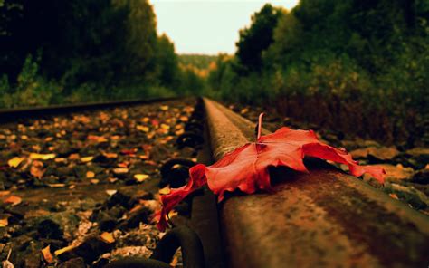 Wallpaper Sunlight Landscape Leaves Depth Of Field Sunset Nature