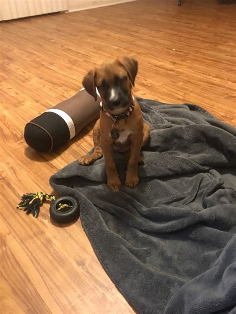 Connie is for sale due to no fault of her own. Redbone Coonhound Puppies For Sale | Tallahassee, FL #311199