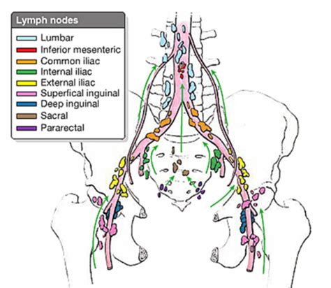 Anatomy Pelvis Innervation Blood Supply And Lymph Drainage Flashcards