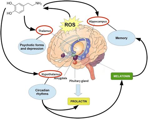 The Possible Major Pathways Involved In The Dopamine Related Actions