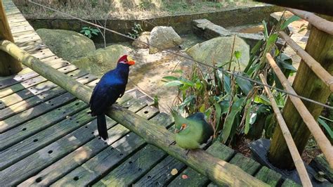 Cetas de Barueri reintegra mais de aves ao ecossistema de São Roque Barueri na Rede