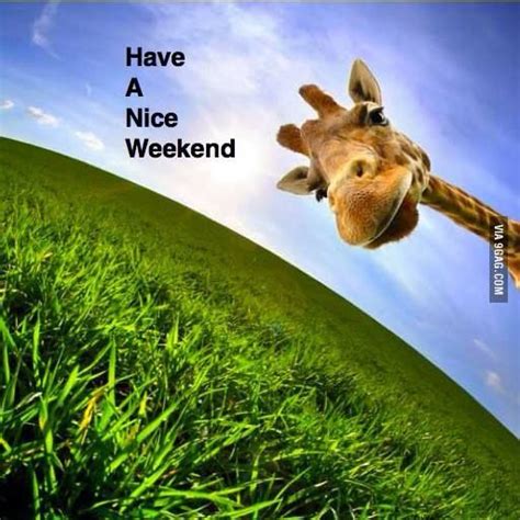 Happy Friday Everyone Funny Giraffe Animals Weekend Fun