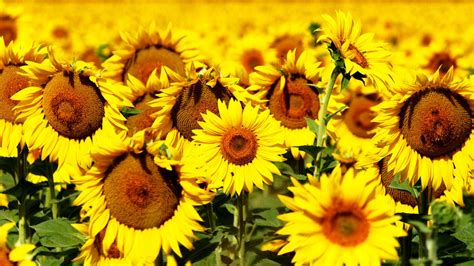 Wallpaper Sunflowers 5k 4k Wallpaper 8k Flowers Field Yellow