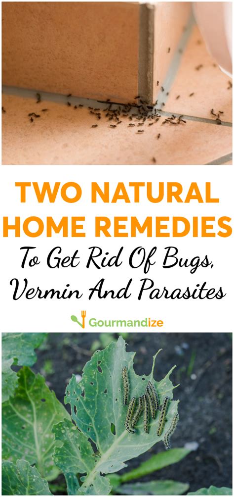 But many insects are a gardener's best friend. 2 NATURAL Remedies For Pest Control That REALLY Work ...