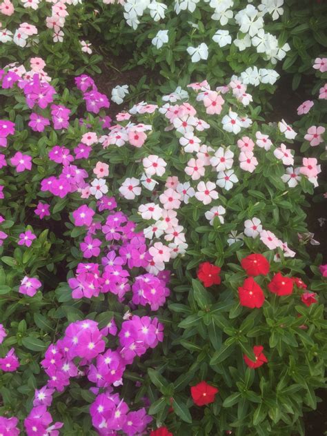 Безплатна снимка : цвете, храст, цъфтящи растения, едногодишно растение, земя за растителна ...