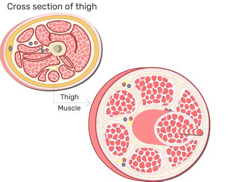 Skeletal Muscle Fibers Arrangement And Diagram Getbodysmart