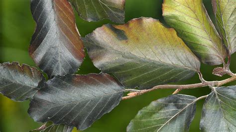 Copper Beech Fagus Sylvatica F Purpurea Woodland Trust