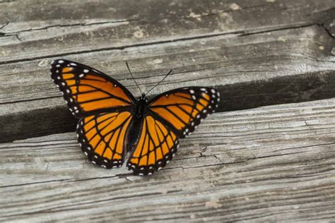 Orange And Black Butterfly Meaning King Of Butterflies