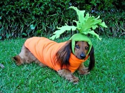 19 Costumes That Prove Dachshunds Always Win At Halloween Dachshund