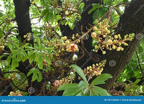 Beautiful Shorea Robusta Flower Also Known As Sakhua Or Shala Stock