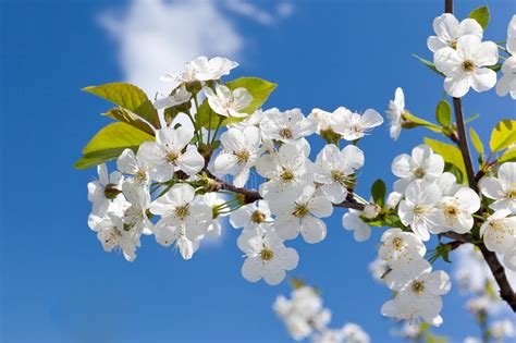 Cherry Blossoms Stock Photo Image Of Close Bloom Environment 30569212