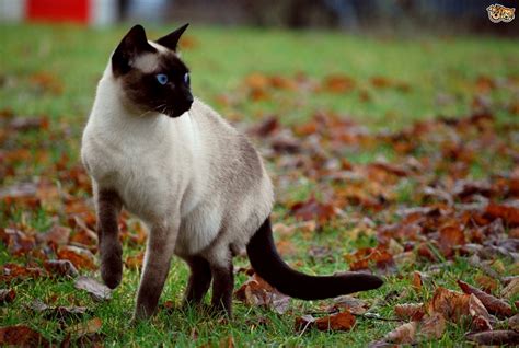 Looking for a siamese cat? Applehead Siamese Cats - What are they? | Pets4Homes