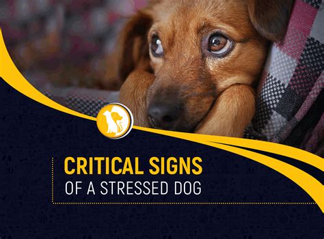 Critical Signs Of A Stressed Dog And How To De Stress It Quickly