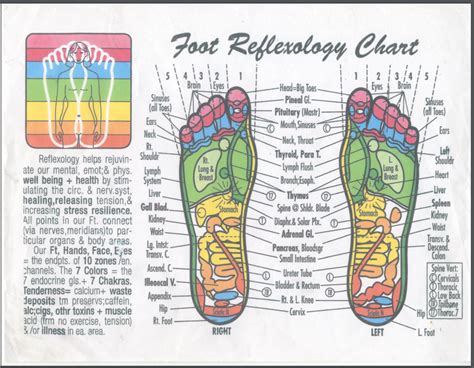 Traditional Chinese Healing And Reflexology Diagram Quizlet