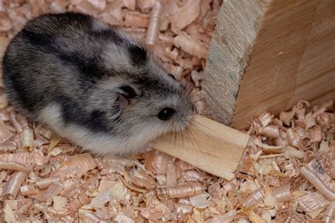 Quanto Vive Um Hamster