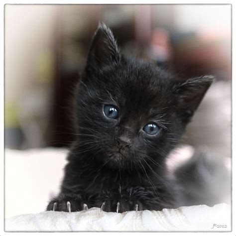 45 10 Week Old Black Kitten Pictures Felicya Angellista