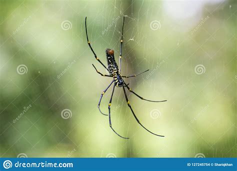 Giant Wood Spider Female Stock Photo Image Of National 127245754
