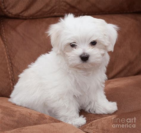 Maltese Puppy Photograph By Shaun Wilkinson Fine Art America