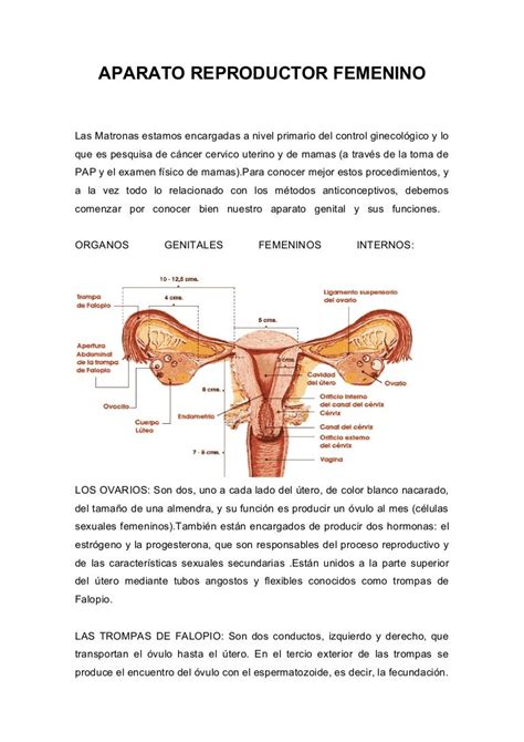 Triptico Del Aparato Reproductor Femenino Kulturaupice