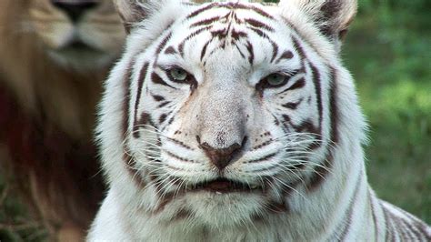 Everything About Animals And Beautiful Beaches White Tiger